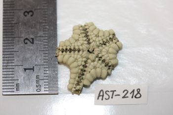 Media type: image;   Invertebrate Zoology AST-218 Description: Preserved specimen.;